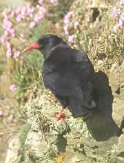 The Cornish Chough