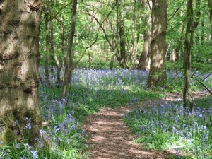 Cornwall's Country Parks