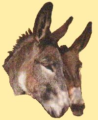 Donkey Sanctuary