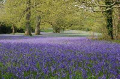 Enys Gardens