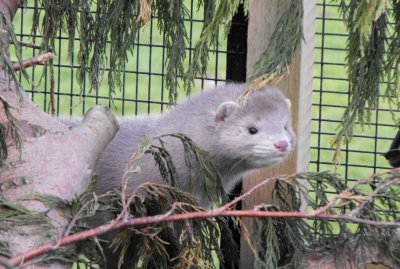 Feadon Farm Wildlife Centre