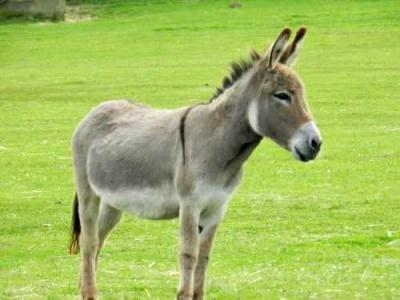 Flicka Donkey Sanctuary