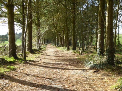 Forestry Walks in Cornwall