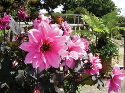 Glen Carne Nursery and Gardens