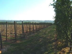 Lambourne Vineyard