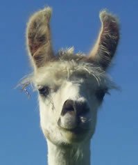 Llama Lland