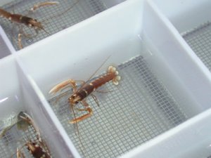 The National Lobster Hatchery