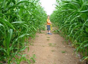 Cornish Maize Maze