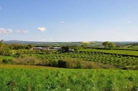 Cornish Orchards