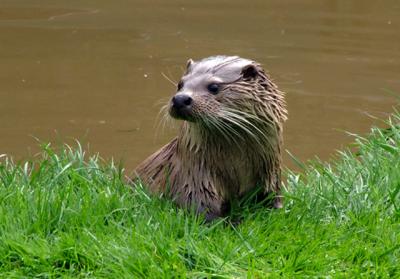 The Tamar Otter Sanctuary