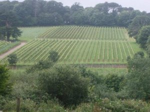 Polgoon Vineyard