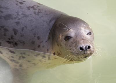 National Seal Sanctuary