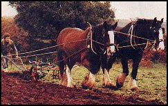 The Shire Horse Farm and Carriage Museum