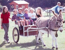 Tamar Valley Donkey Park