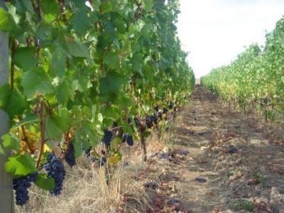 Cornish Vineyards